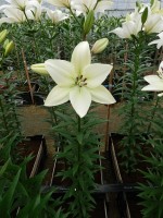 [5070 Litouwen No02.JPG]